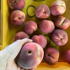 減農薬栽培桃　小玉系　発送不可訳ありライン我が家のラスト桃訳ありなどの画像