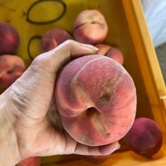 減農薬栽培桃　小玉系　発送不可訳ありライン我が家のラスト桃訳ありなどの画像