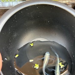 ドラゴンブルーメダカ　稚魚20匹の画像