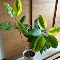 観葉植物　フィカス