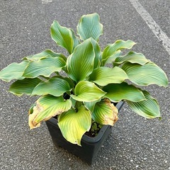 [植物売ります] ギボウシ リーガルスプレンダー