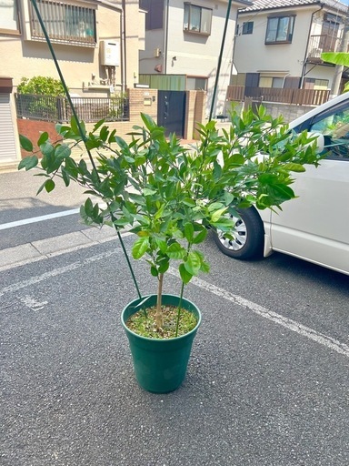[植物売ります] バレンシアオレンジ