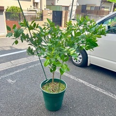 [植物売ります] バレンシアオレンジ