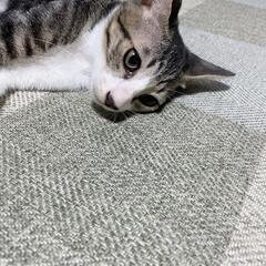 飼い主のいない子猫ちゃんの里親様を探しています❕