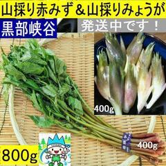 すぐにお渡しできます♪黒部峡谷の天然みょうが・ミョウガと天然赤ミ...