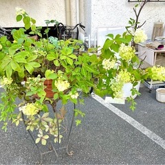 [植物売ります] 寄せ植え