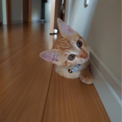 🎀2ヶ月のチャトラくん兄弟🎈里親さん決まりました