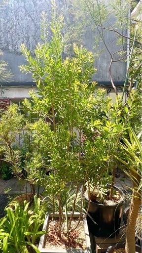 [植物売ります] カリステモン