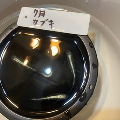 カブキメダカの稚魚（1センチ〜1、5センチ） 6匹600円からで...