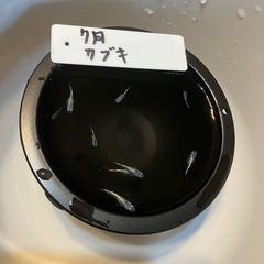 カブキメダカの稚魚（1センチ〜1、5センチ） 6匹600円からで＋１匹50円です。 選別はしませんがなるべく綺麗な色を探してお渡しするように心掛けてます！の画像