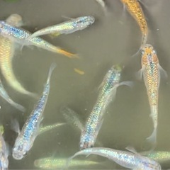 ★針子10 🐟★　サファ王メダカ・10匹