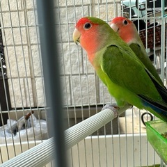 コザクラインコ