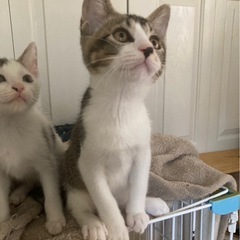 猫用品やペット用品をご寄付ください。