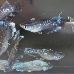 【10軒⭐︎御礼】🐟ゾウリムシ・2000mlの画像