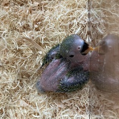 【里親さん決まりました】コザクラインコの雛