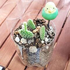 多肉植物　サボテン3株　新芽伸びてます♡　根付き苗の画像