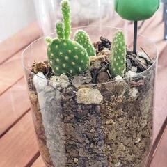 多肉植物　サボテン3株　新芽伸びてます♡　根付き苗