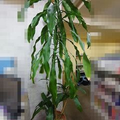 観葉植物「幸福の木」２ｍ 差し上げますの画像