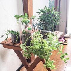 多肉植物　サボテン3株　新芽伸びてます♡　根付き苗の画像