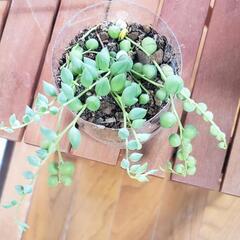 多肉植物　グリーンネックレス　