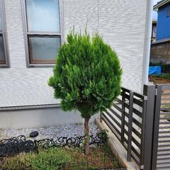 エレガンテシマ
