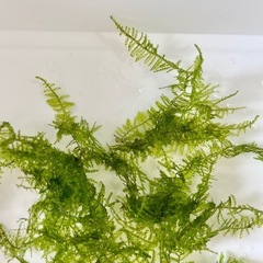 南米ウィローモス 10g 三角葉 水景の画像