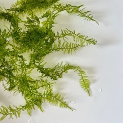 南米ウィローモス 10g 三角葉 水景の画像