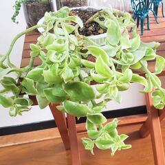 多肉植物　ベビーサンローズ　根付き苗の画像