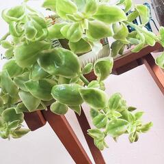 多肉植物　ベビーサンローズ　根付き苗