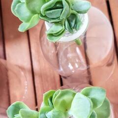多肉植物　ラブリーローズ　カット苗