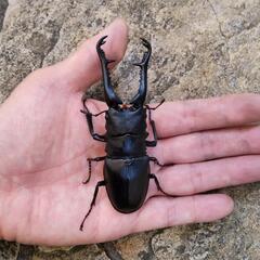 96mm！ ギラファノコギリクワガタ 成虫 オス 単品/ギラファ ノコギリ クワガタの画像