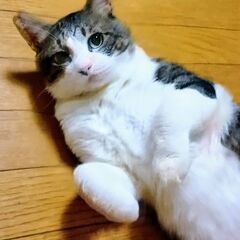 北海道を背負った漢、高坂