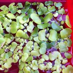 ヒメダカとホテイアオイの画像