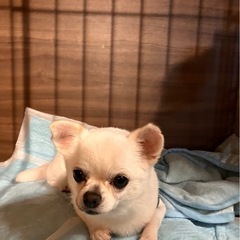 ペコちゃんスマイルが可愛いチワワの女の子ピオちゃん🌟里親様決まりました！ご応募ありがとうございました🙇‍♀️ - 里親募集