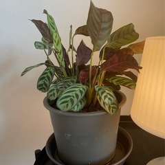マランタ・アマグリス　観葉植物