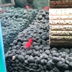 【ラスト在庫】鑑賞エビ飼ってみませんか？レッドチェリーシュリンプ...