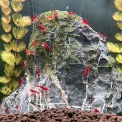 【ラスト在庫】鑑賞エビ飼ってみませんか？レッドチェリーシュリンプ＋60cm水槽の画像