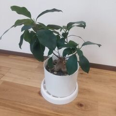 【ガジュマル】鉢と受け皿つき　観葉植物の画像