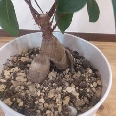 【ガジュマル】鉢と受け皿つき　観葉植物の画像
