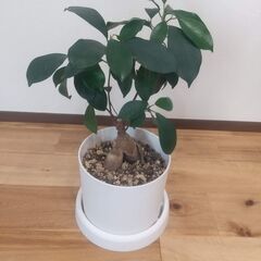 【ガジュマル】鉢と受け皿つき　観葉植物の画像