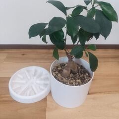 【ガジュマル】鉢と受け皿つき　観葉植物の画像