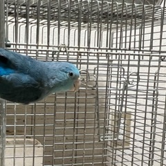 マメルリハ1羽コザクラインコ2羽