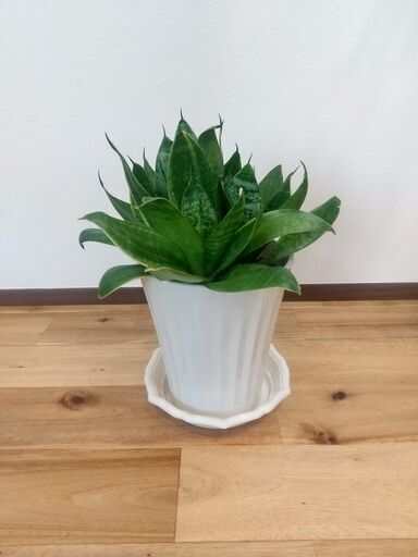 【サンスベリア】鉢と受け皿つき　観葉植物