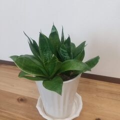 【サンスベリア】鉢と受け皿つき　観葉植物の画像
