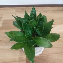 【サンスベリア】鉢と受け皿つき　観葉植物の画像