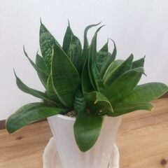 【サンスベリア】鉢と受け皿つき　観葉植物の画像