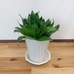 【サンスベリア】鉢と受け皿つき　観葉植物の画像