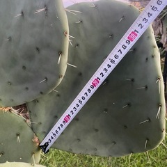 33cm‼️大丸盆、ウチワサボテン、