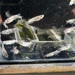 メダカ　和墨　10匹