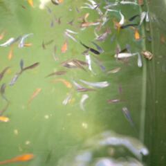 地味系メダカ　30匹セット